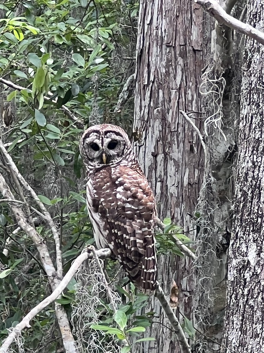 Barred Owl - ML634949548