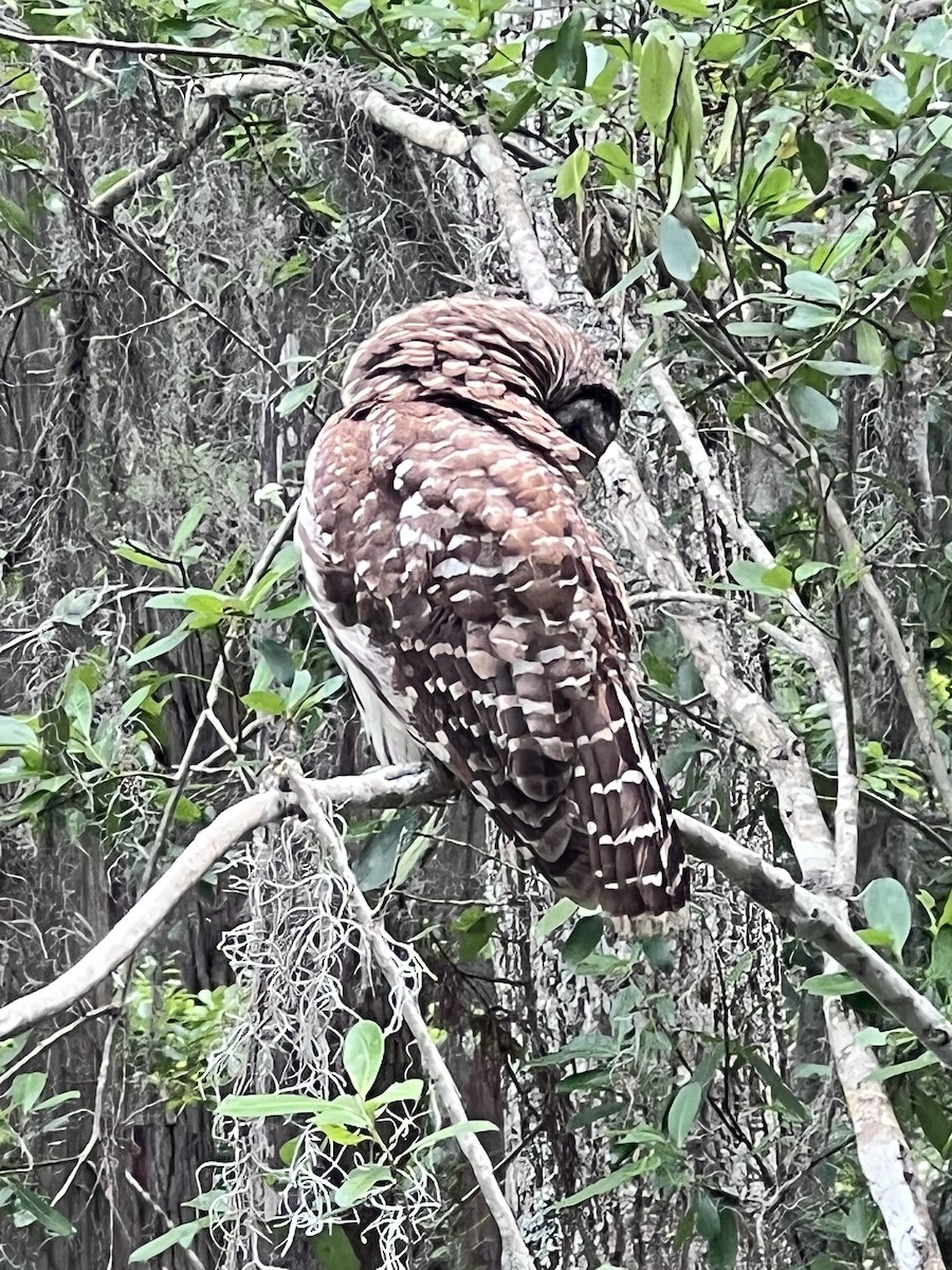 Barred Owl - ML634949549