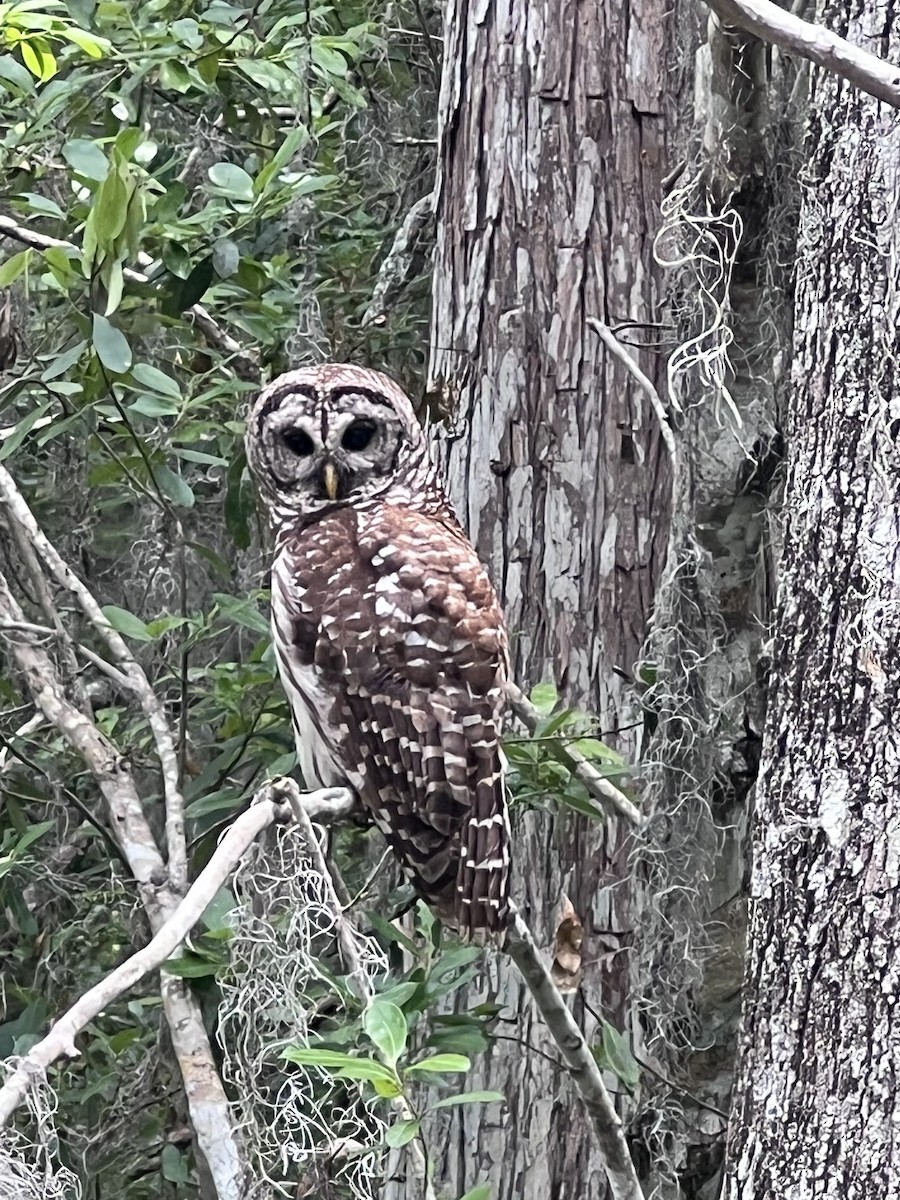 Barred Owl - ML634949550