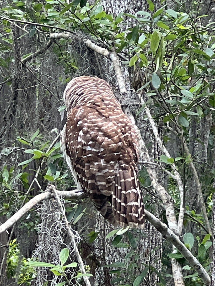 Barred Owl - ML634949551