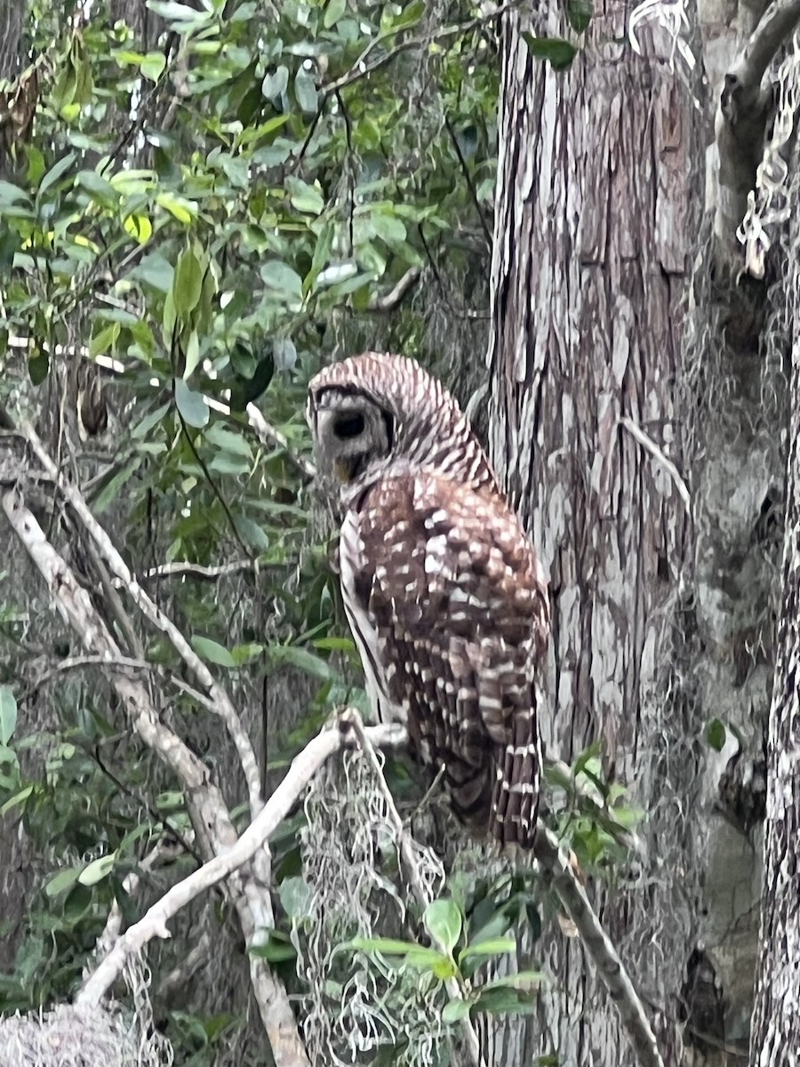Barred Owl - ML634949552