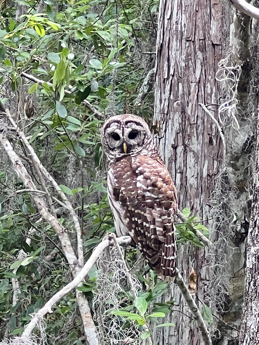 Barred Owl - ML634949553