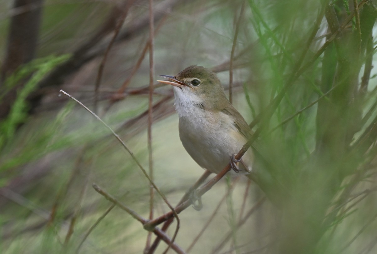 Common Reed Warbler - ML634949555