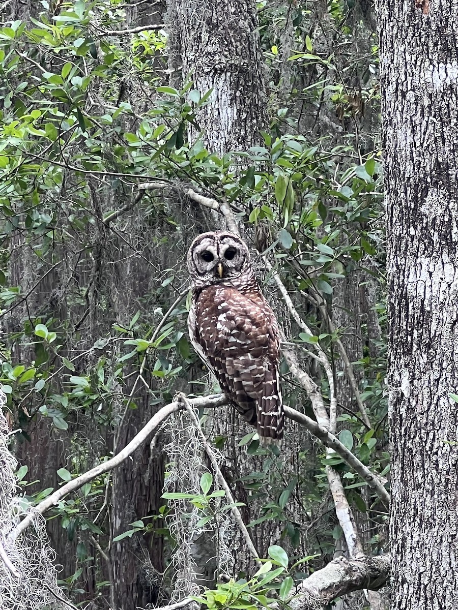 Barred Owl - ML634949558