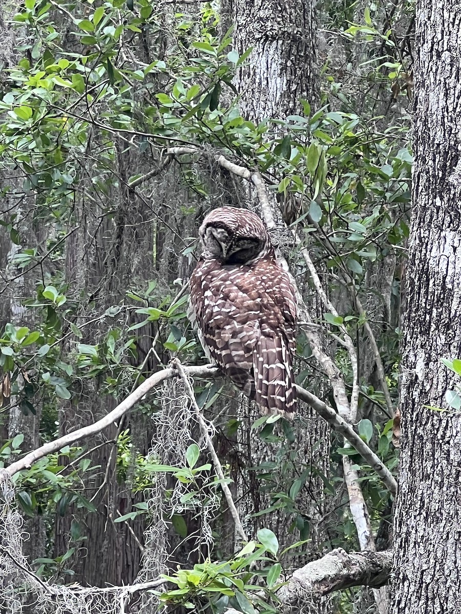 Barred Owl - ML634949559