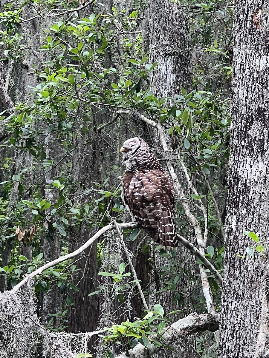 Barred Owl - ML634949560