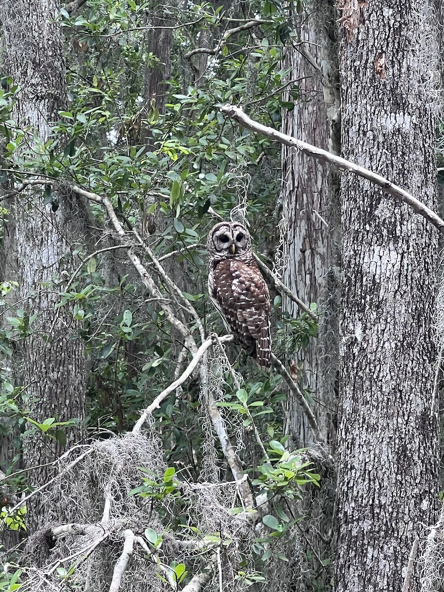 Barred Owl - ML634949561