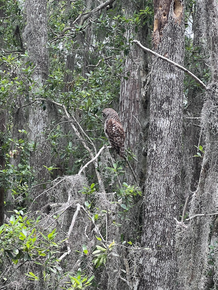Barred Owl - ML634949562