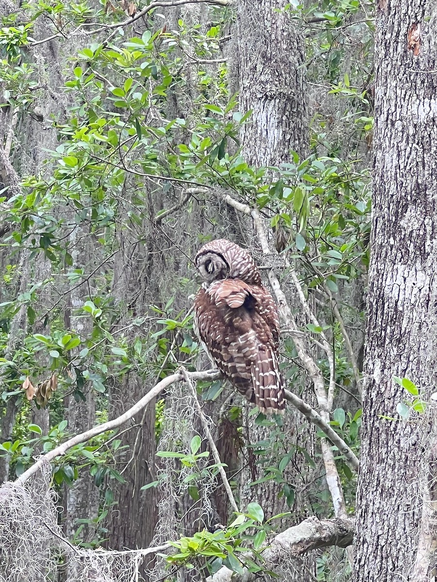 Barred Owl - ML634949563