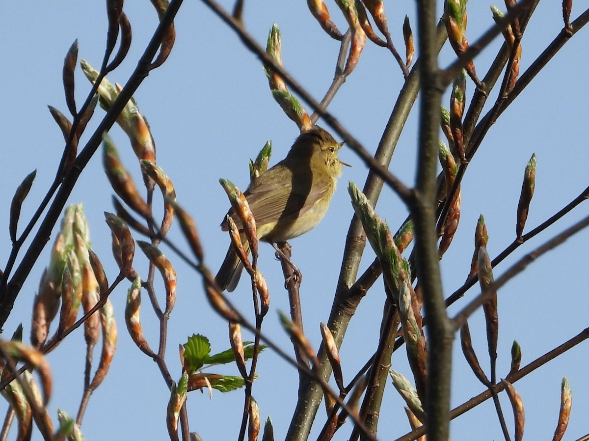 Iberian Chiffchaff - ML634949643