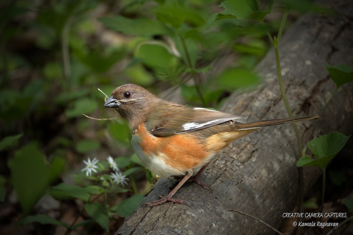 Eastern Towhee - ML634949887