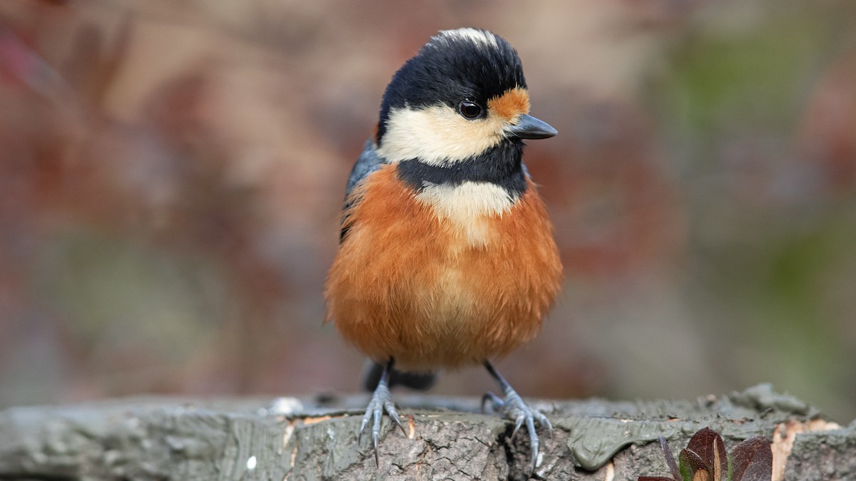 Varied Tit - ML634950033