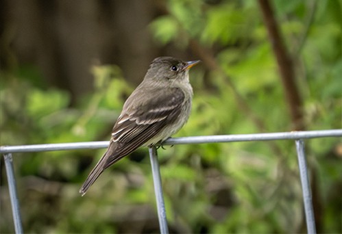 Eastern Wood-Pewee - ML634950048