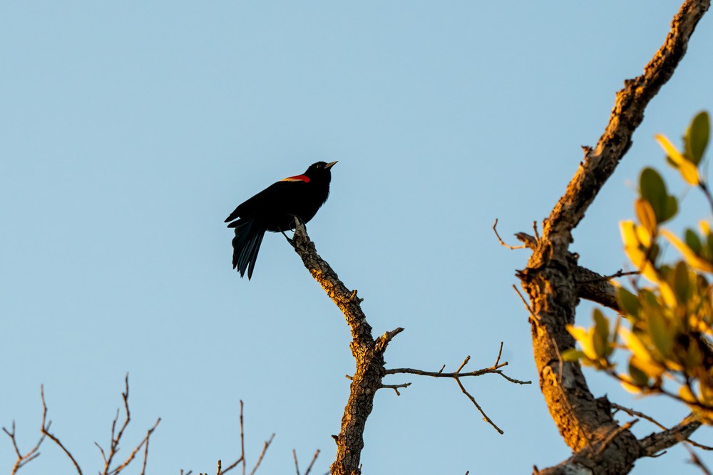 Red-winged Blackbird - ML634950121