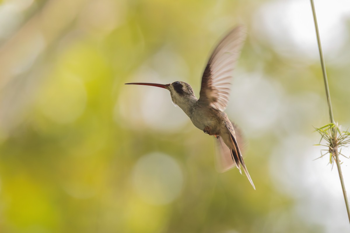 Pale-bellied Hermit - ML634950122