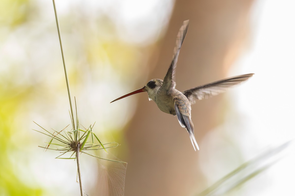 Pale-bellied Hermit - ML634950124