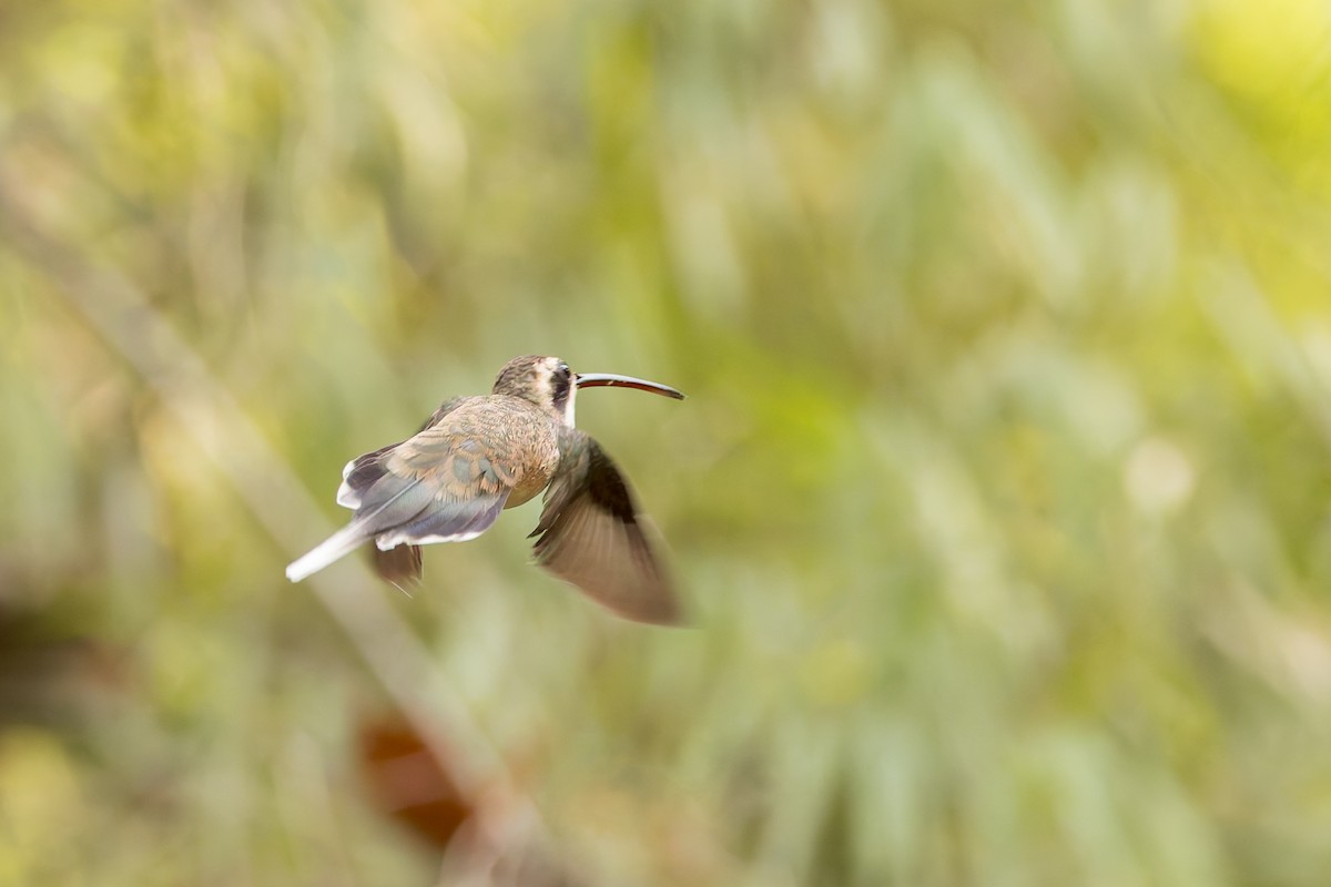 Pale-bellied Hermit - ML634950134