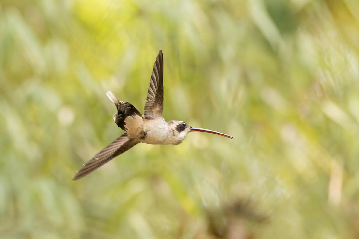 Pale-bellied Hermit - ML634950136
