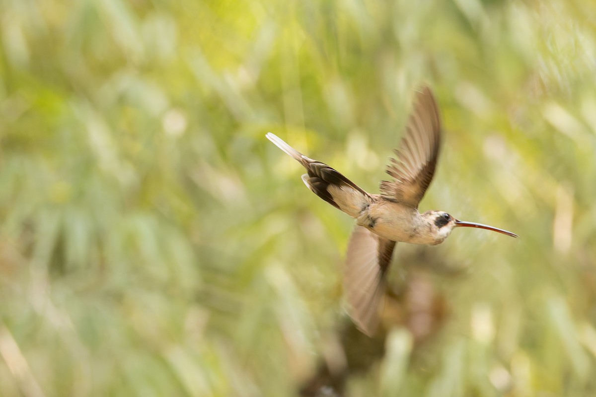 Pale-bellied Hermit - ML634950138