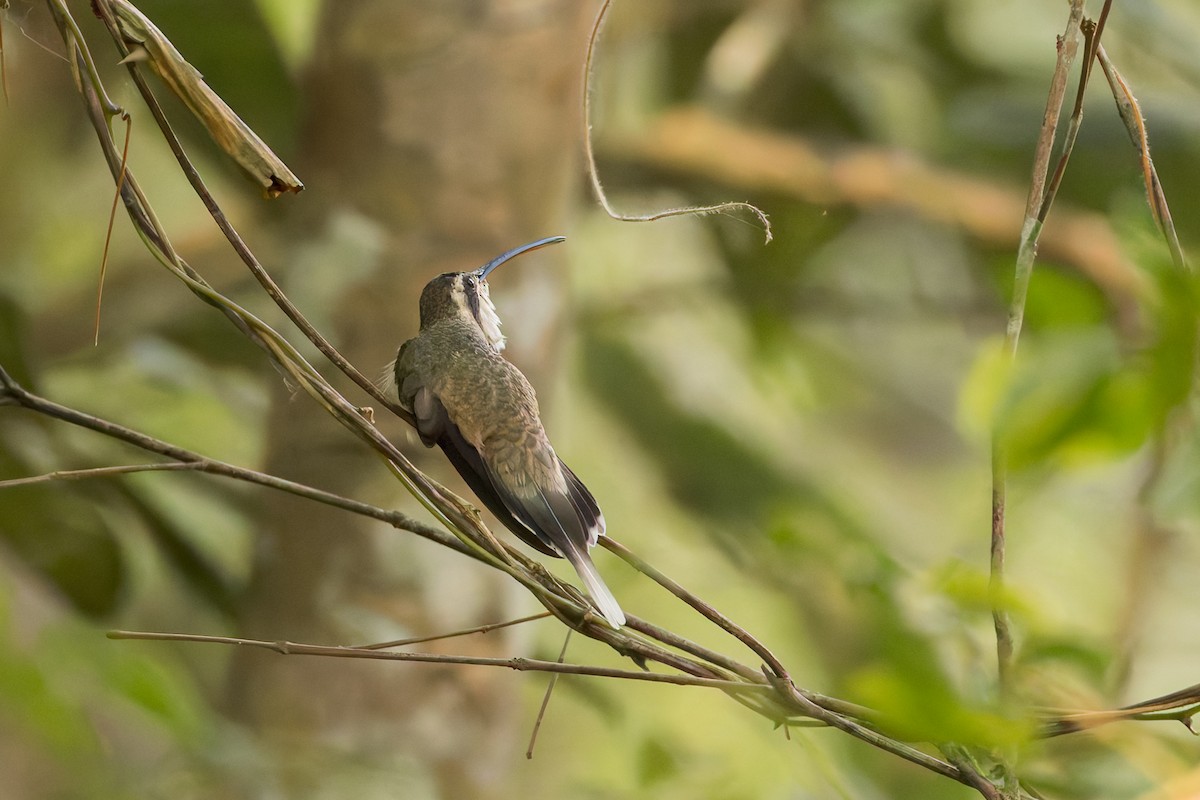 Pale-bellied Hermit - ML634950142