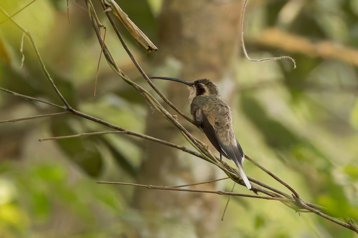 Pale-bellied Hermit - ML634950143