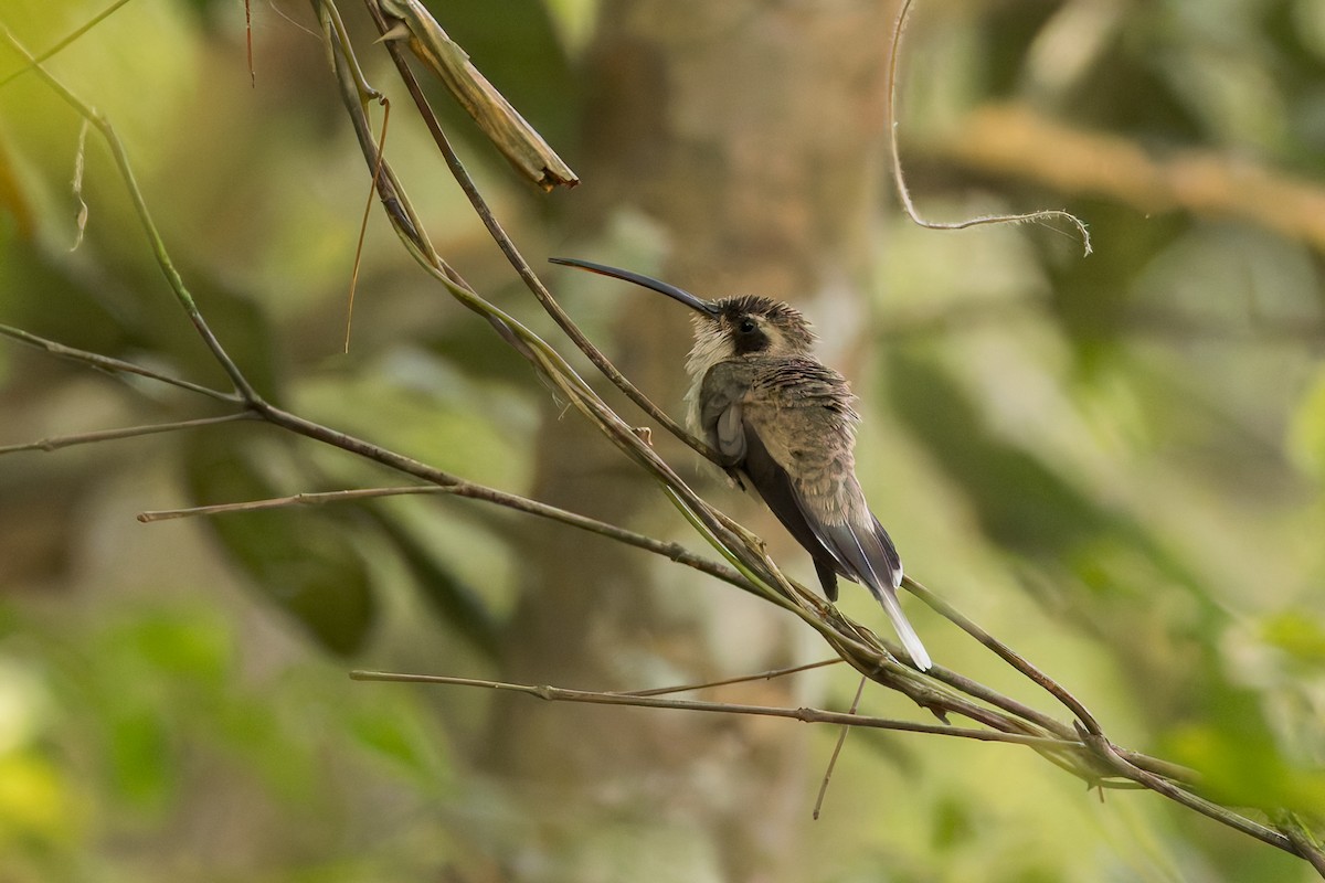 Pale-bellied Hermit - ML634950144