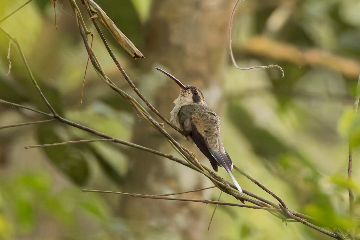 Pale-bellied Hermit - ML634950148