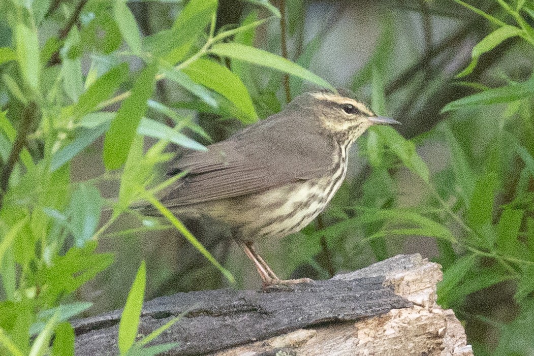 Northern Waterthrush - ML634950155