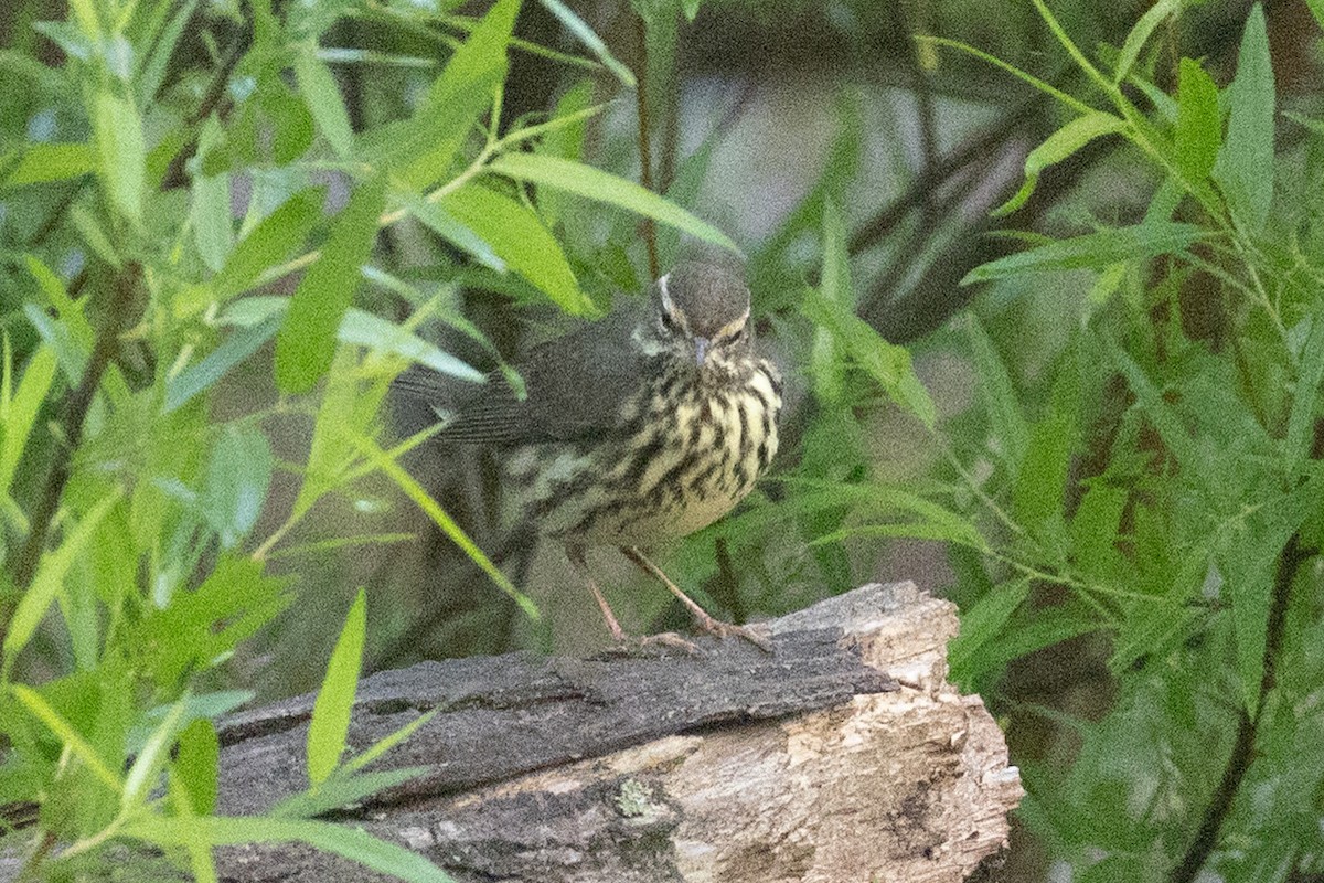 Northern Waterthrush - ML634950156
