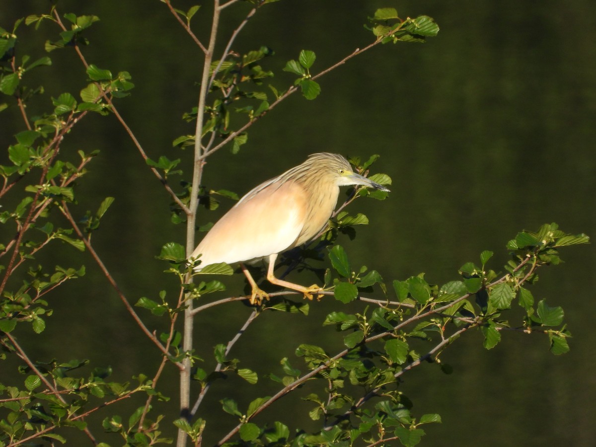 Squacco Heron - ML634950202