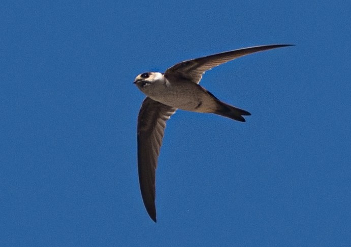 Andean Swift - ML634950297