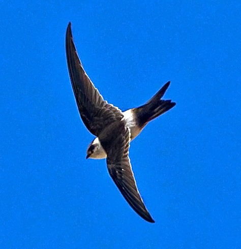 Andean Swift - ML634950298