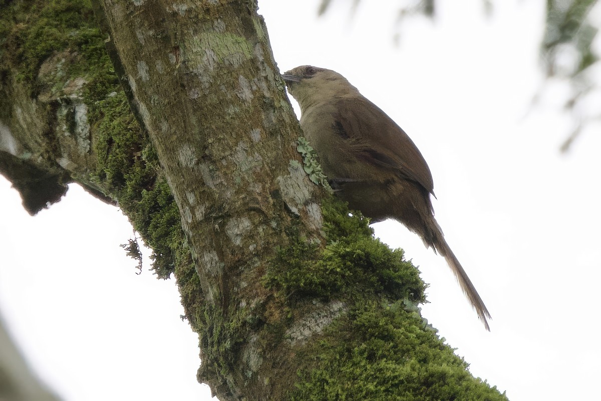 Rufous-fronted Thornbird - ML634950393
