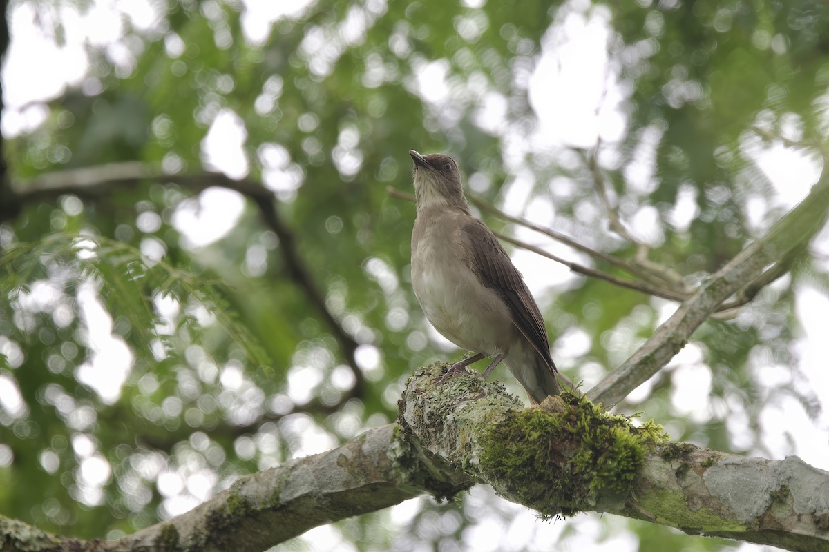 Black-billed Thrush - ML634950477