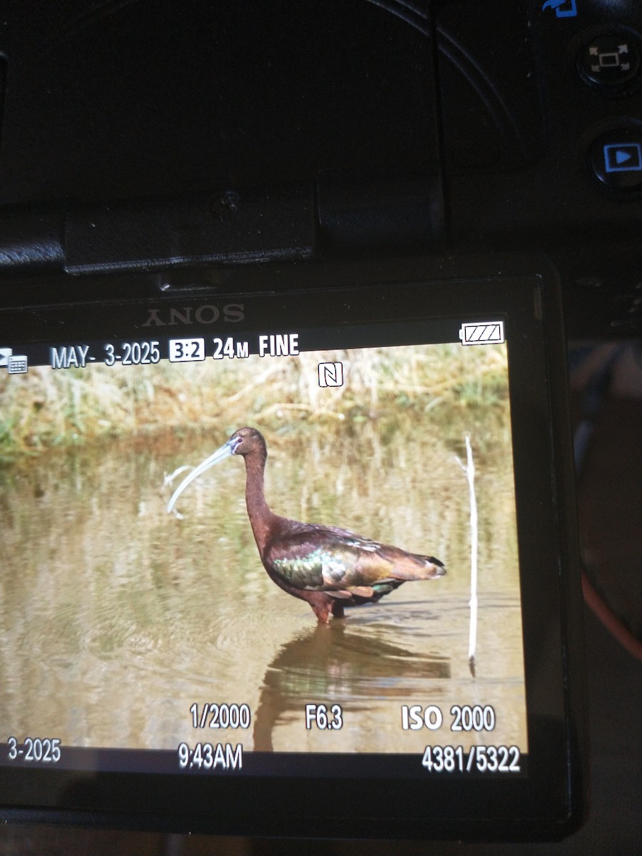 Glossy Ibis - ML634950661