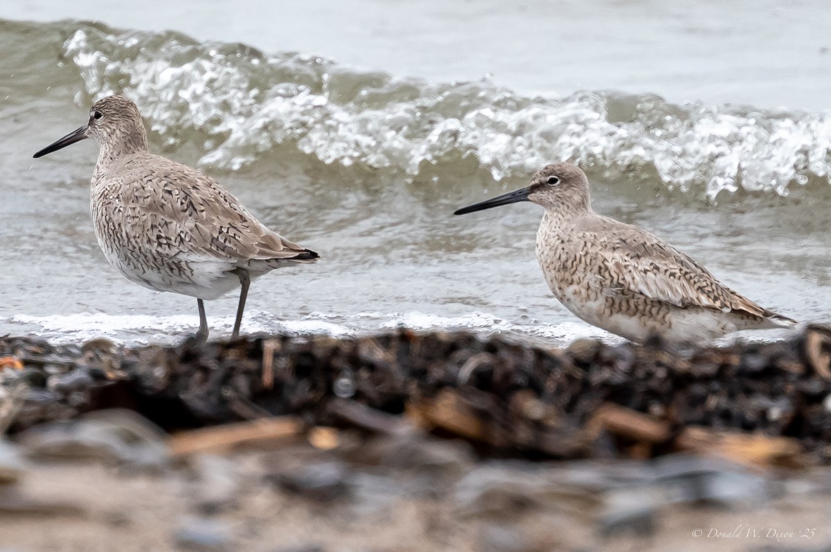 Willet - Donald Dixon