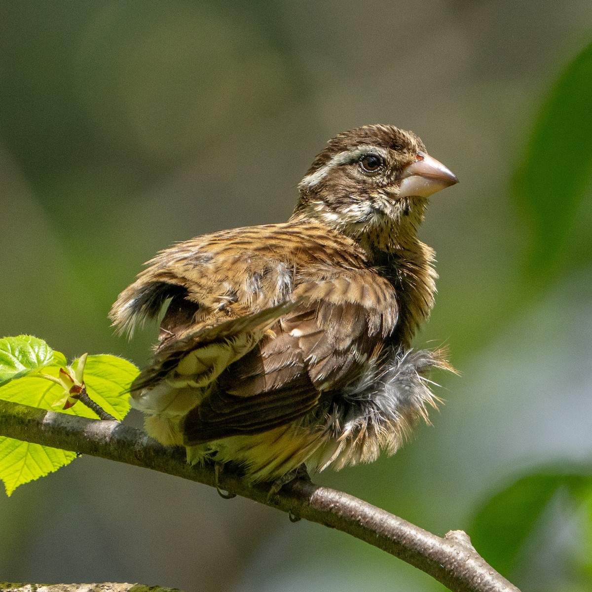 Rose-breasted Grosbeak - ML634950785