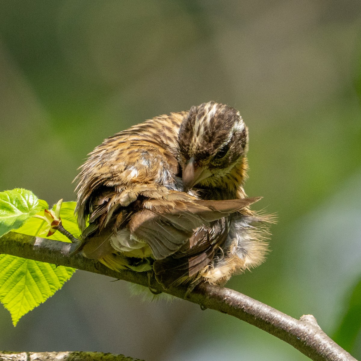 Rose-breasted Grosbeak - ML634950786