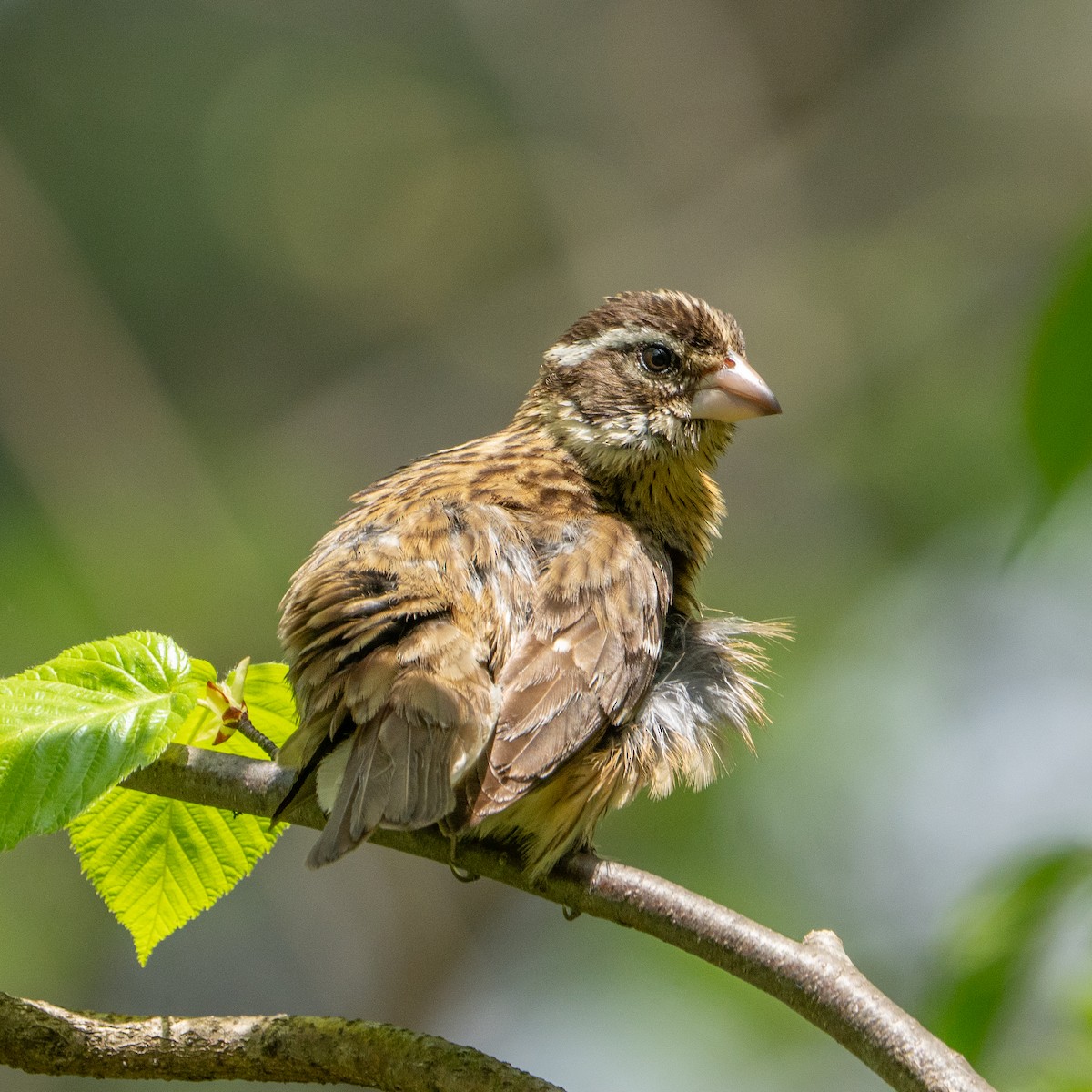 Rose-breasted Grosbeak - ML634950788