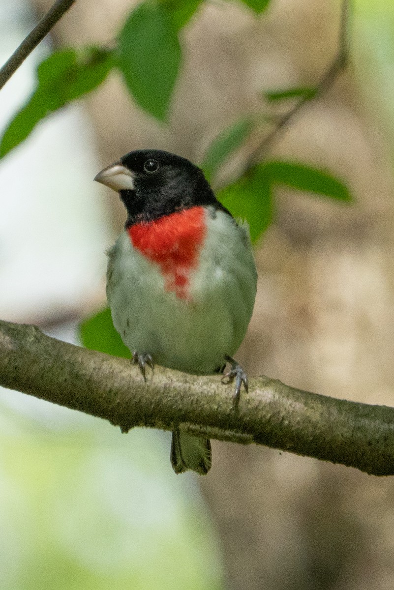 Rose-breasted Grosbeak - ML634950794