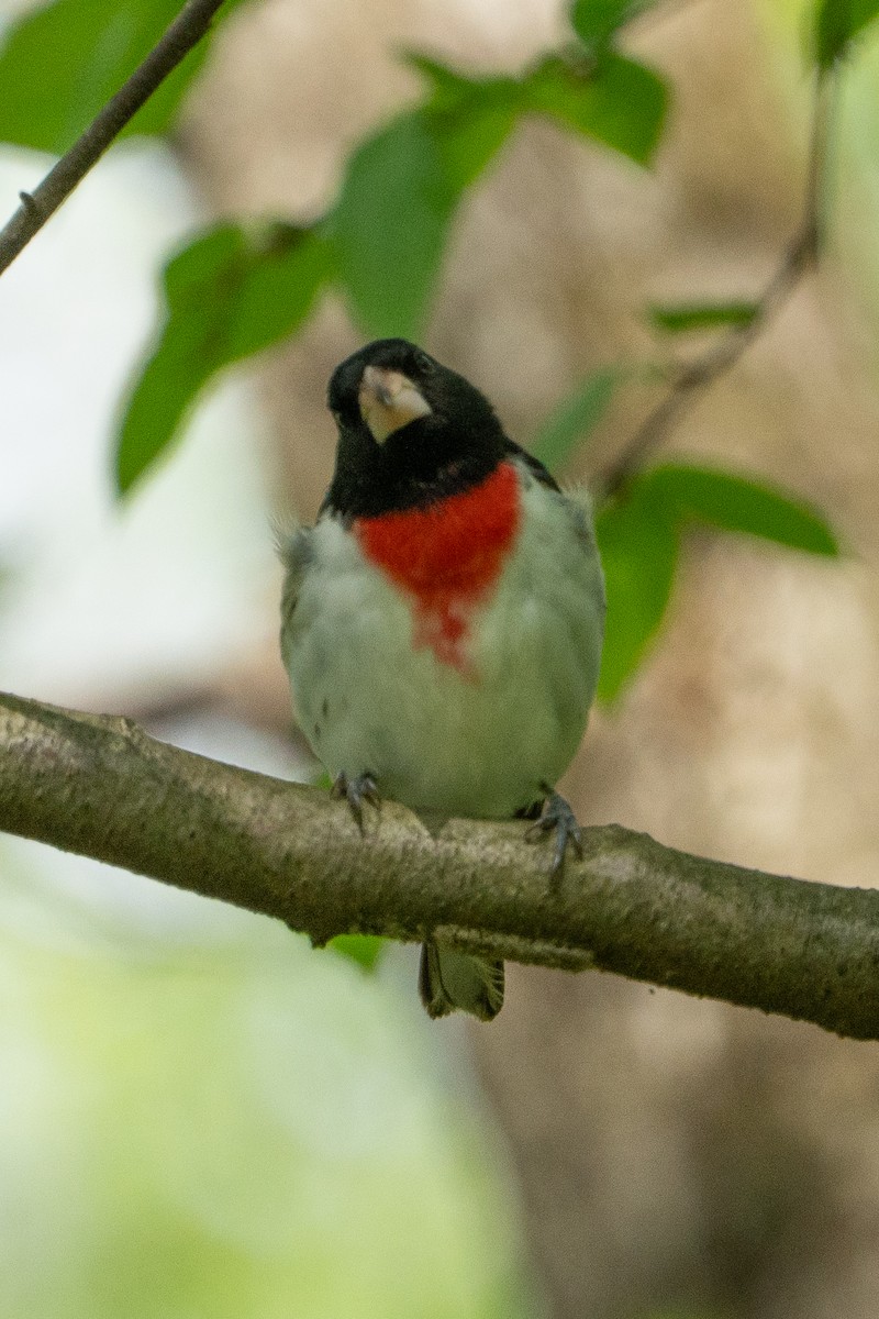 Rose-breasted Grosbeak - ML634950795