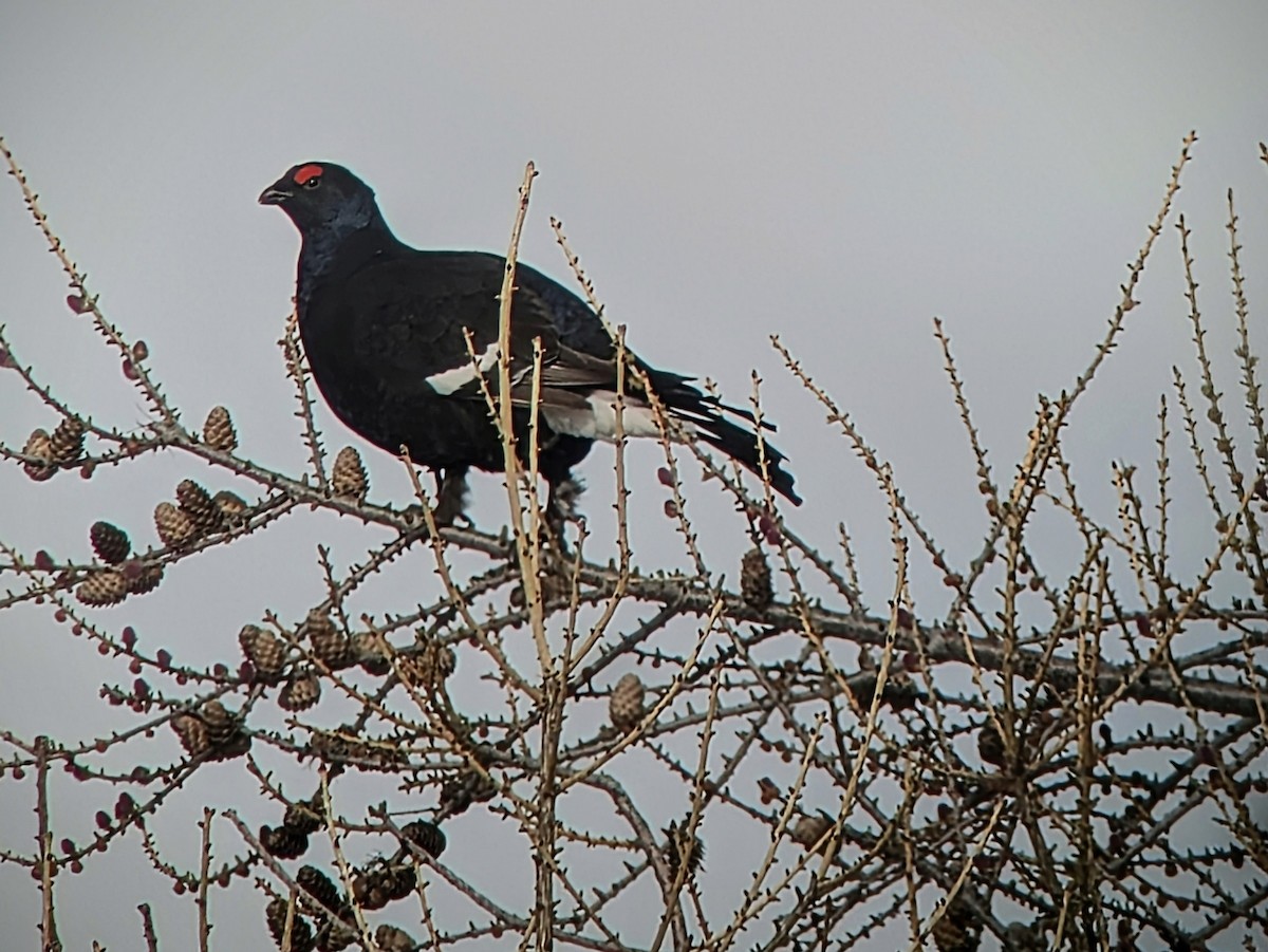 Black Grouse - ML634950798