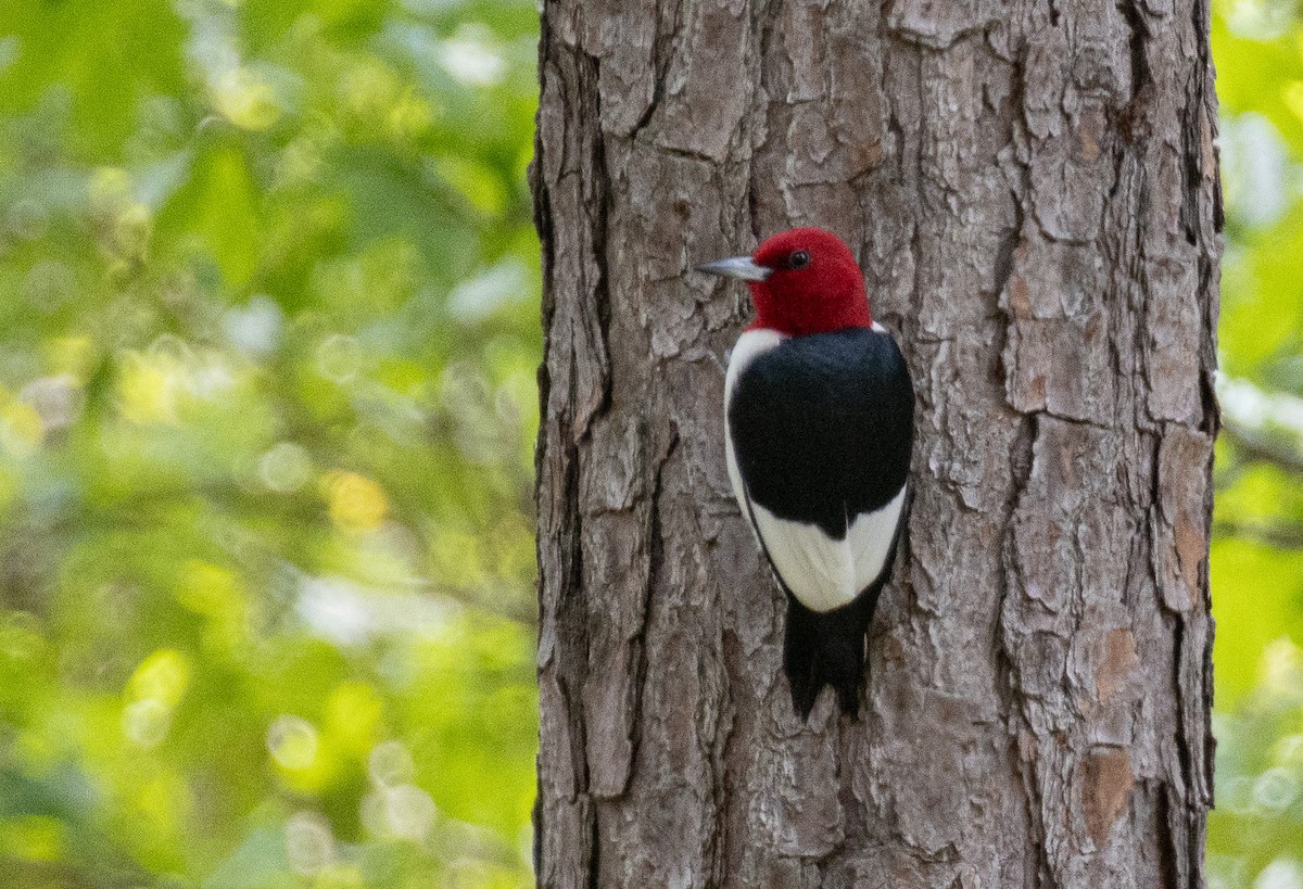 Red-headed Woodpecker - ML634950799