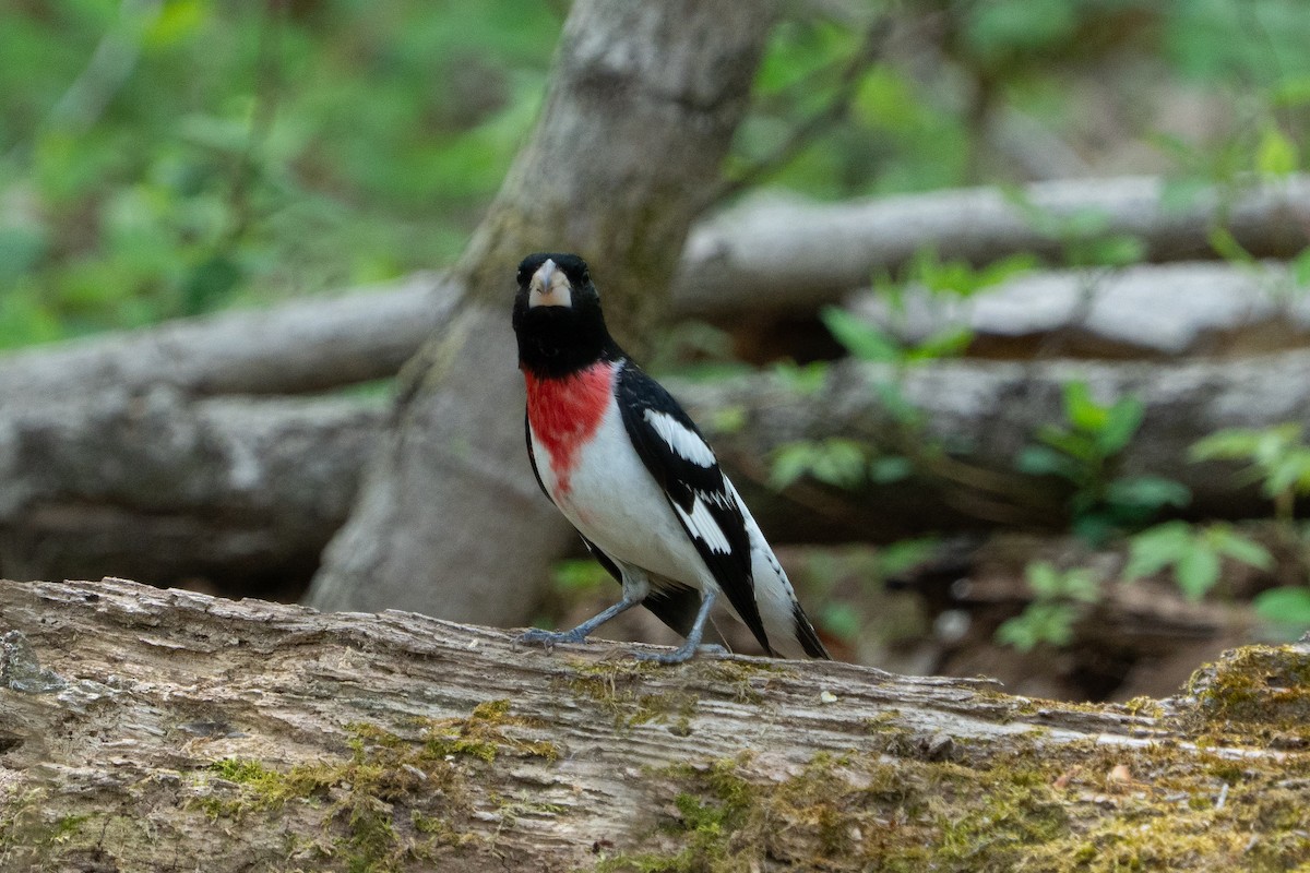 Rose-breasted Grosbeak - ML634950803