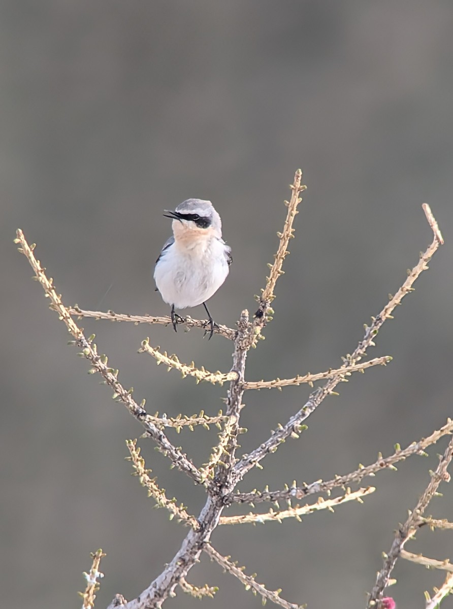 Northern Wheatear - ML634950807