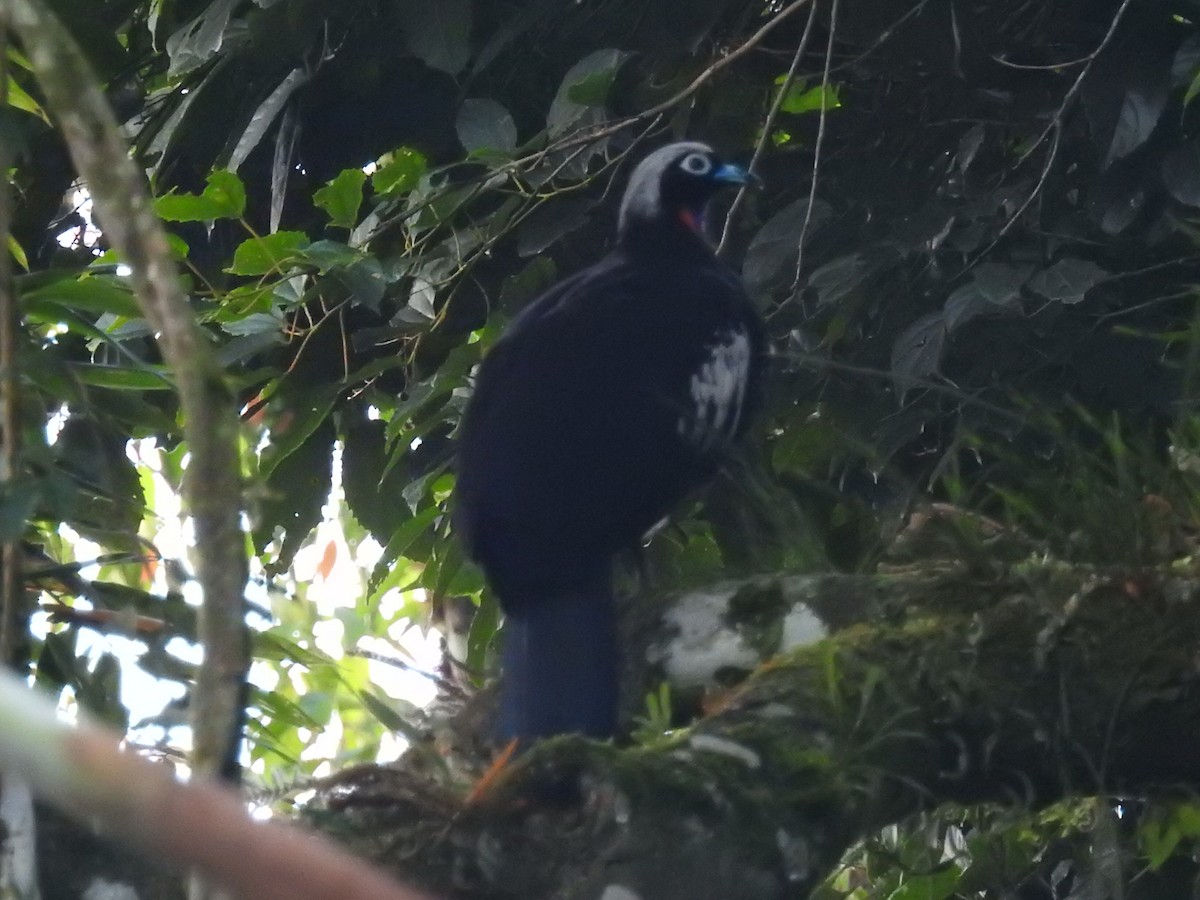 Black-fronted Piping-Guan - ML634950884