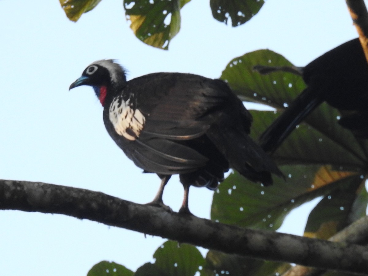 Black-fronted Piping-Guan - ML634950895
