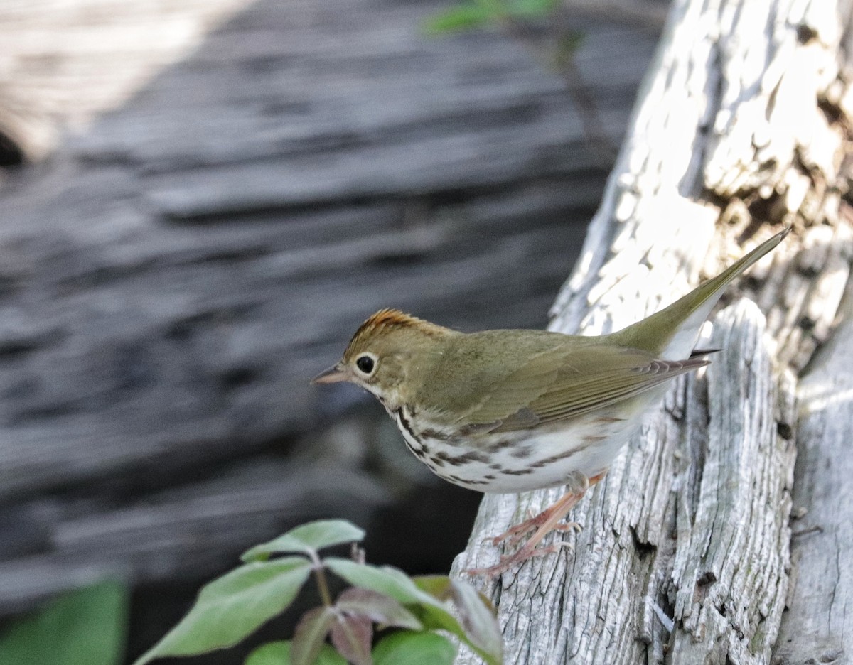 Ovenbird - ML634950900