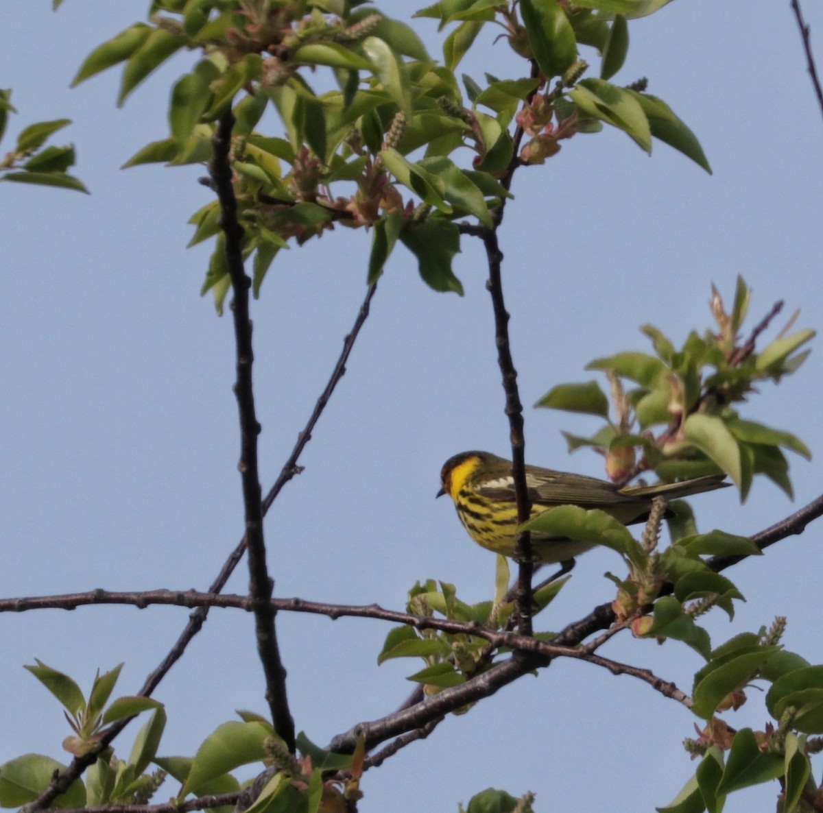 Cape May Warbler - ML634950935