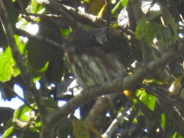 Least Pygmy-Owl - ML634950946
